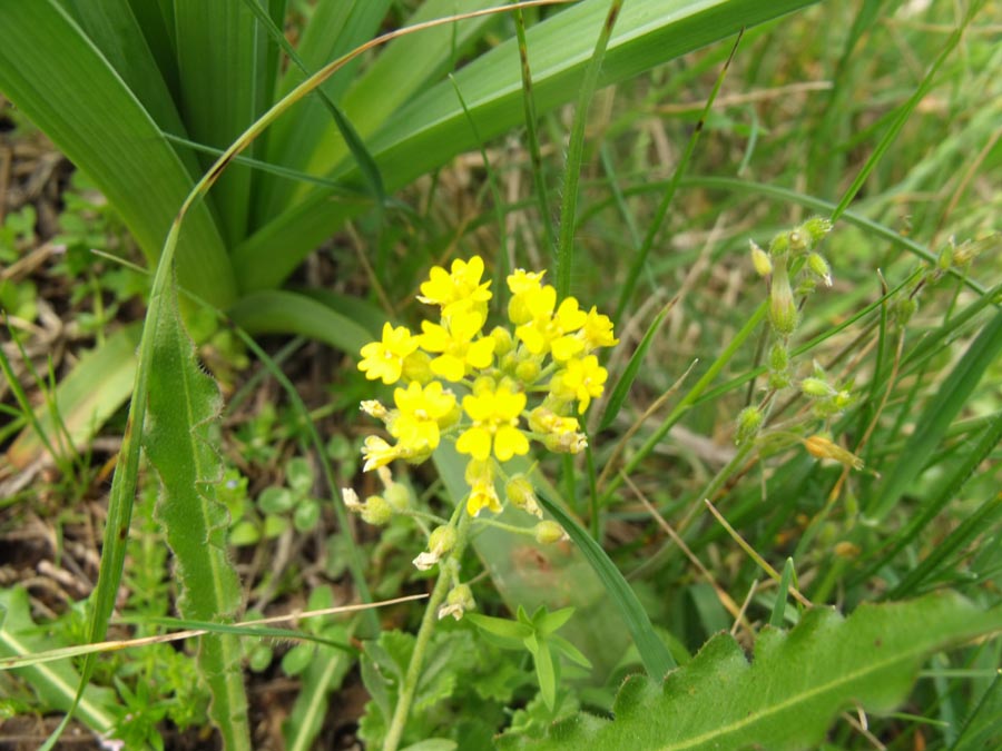Brassicacea garganica (Lepidium ?)